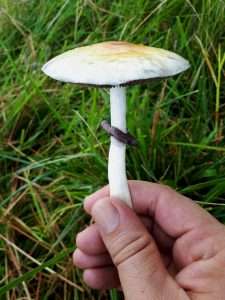 psilocybin mushroom holding copyright phil austin
