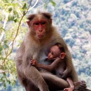 monkey and mommy